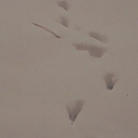 Grainy image taken form 16mm colour footage of bird's footprints in deep snow