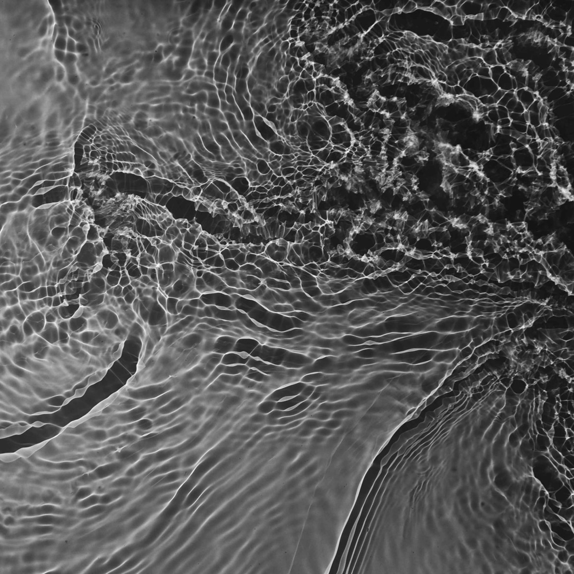 Photogram of the shadow of a swan swimming through water