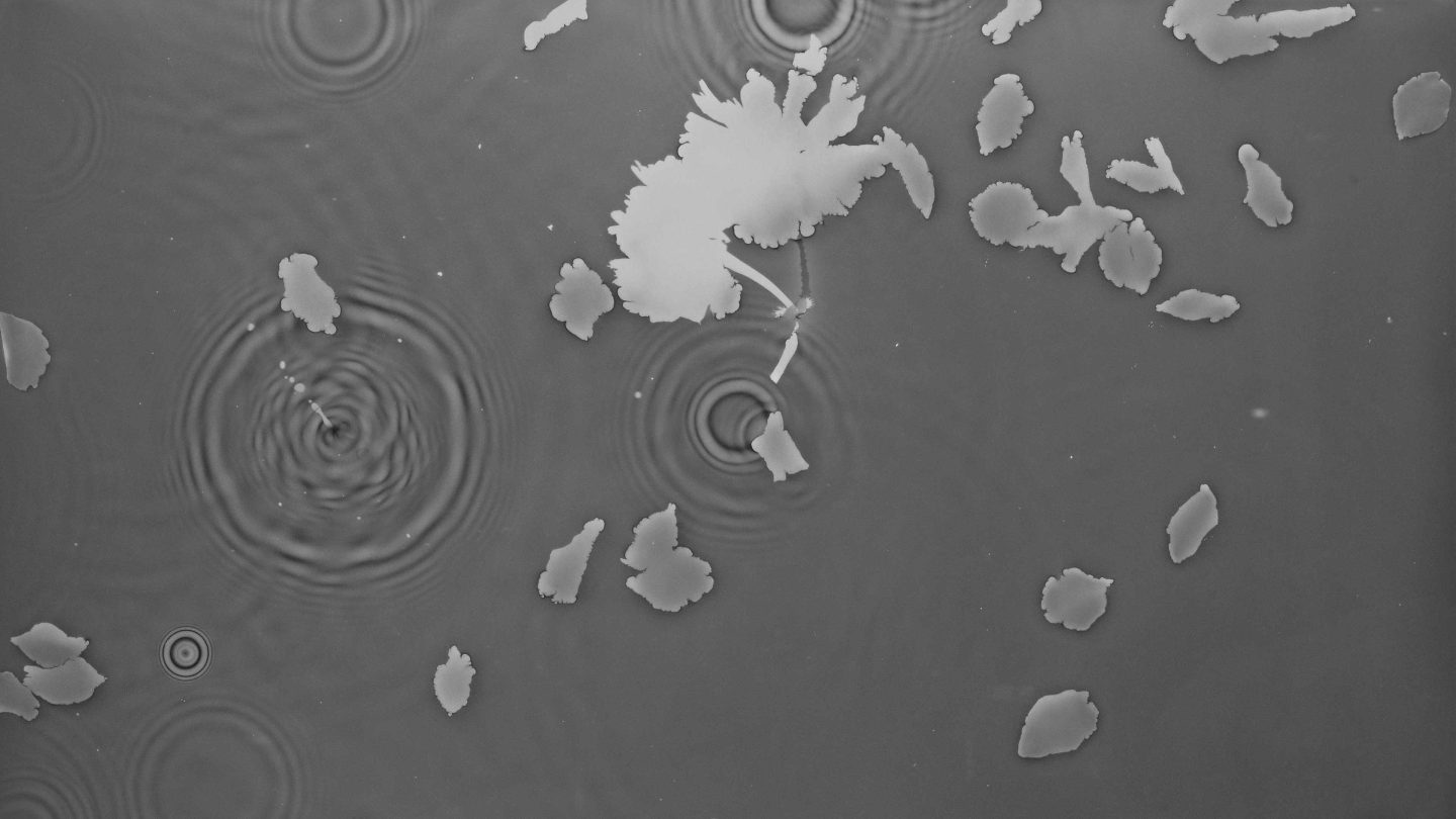 Photogram of cherry blossom petals floating on water surface and causing ripples