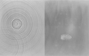 A photogram diptych. Left: ripples in water, right: a feather floating on water