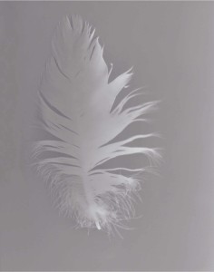 Photogram of a feather