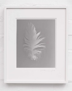 Photogram of a feather in a wall-mounted frame