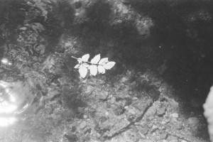 Leaves floating on the surface of the river