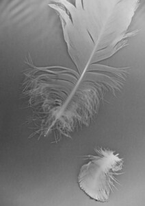 Black and white photogram of two feathers floating, enlarged