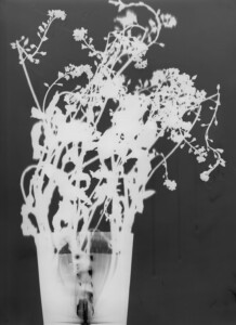 Black and white photogram of the inverted silhouette of a glass with forget-me-nots and water, enlarged