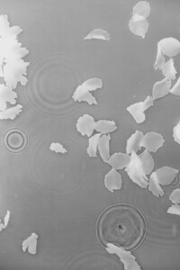 Black and white photogram of blossom petals and raindrops, enlarged
