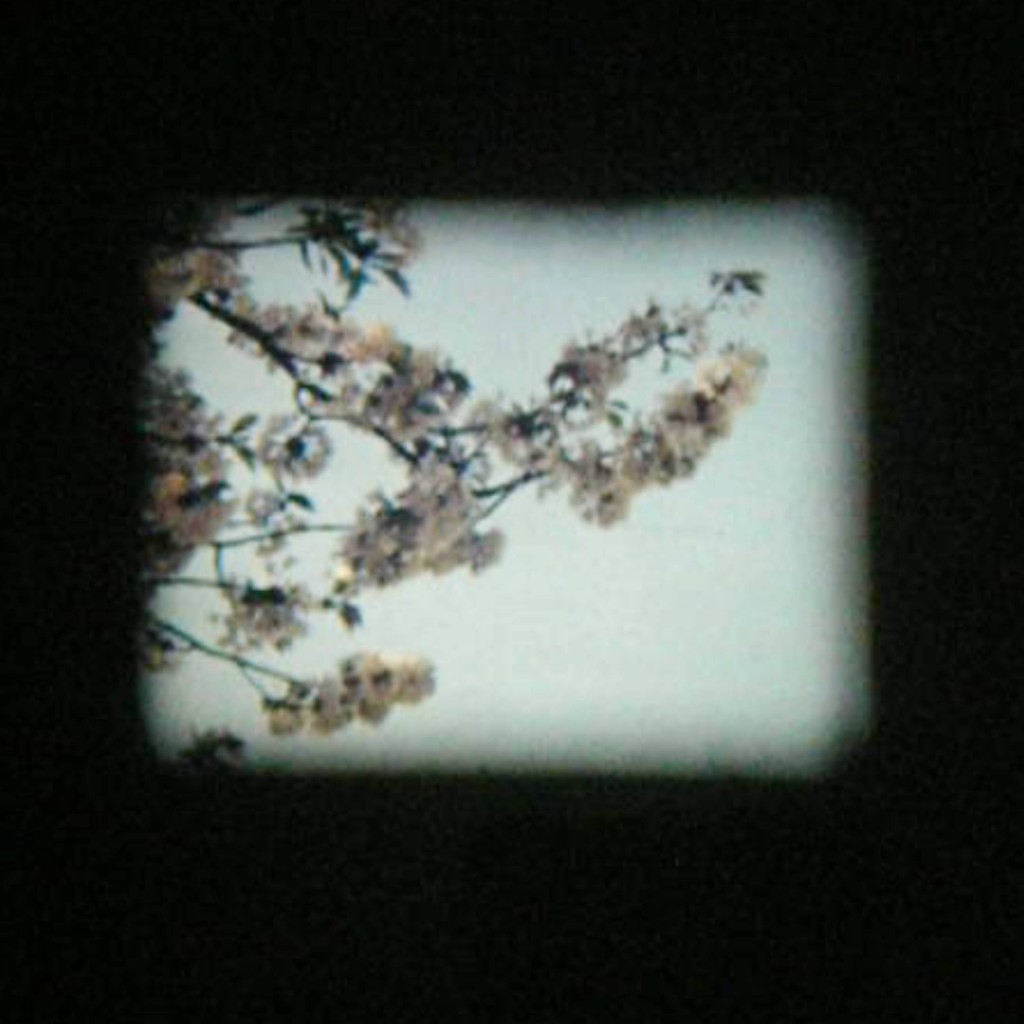 8mm film still shows cherry blossoms on branches of a tree