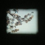 Spring | East | 8mm Film