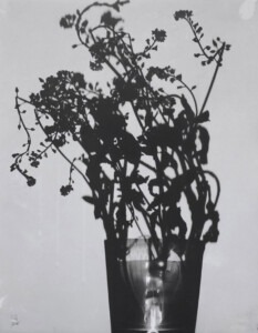 Charcoal grey silhouettes of fine flora bunched into a glass, which has natural phenomena of water patterns on the side of it on a pale grey background