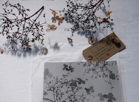 Artwork and the corresponding flora that the work was made from, on white tissue paper