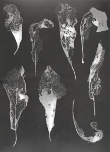 Crisp, white silhouettes of 8 skeletal leaves on tall rectangular dark grey background