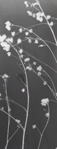 White tiny bell shaped flora on long thin stalks across a long thin charcoal grey background