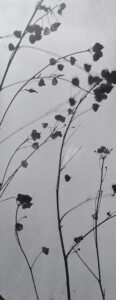 dark grey tiny bell shaped flora on long thin stalks across a long thin pale grey background
