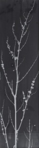 White, fine branch with minuscule flora on a long dark grey background