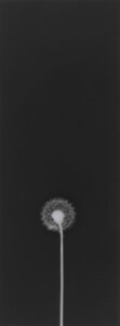 Long, thin charcoal grey piece with the white silhouette of a sead-head of a dandelion coming up form the bottom about the third of the way.