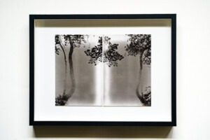 Black framed photograph of a composition of a pine tree reflected into a kind of vertical symmetry.