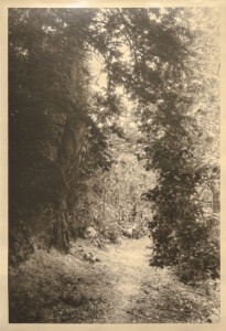 Soft, golden brown and black photograph of a a leafy and tree lined footpath on bare earth