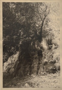 Soft, golden brown and black photograph of a tree growing out of a cliff / rock side.