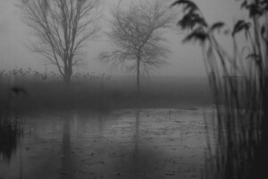 Gray and black photograph of misty wet lands with trees and grasses composed in balance