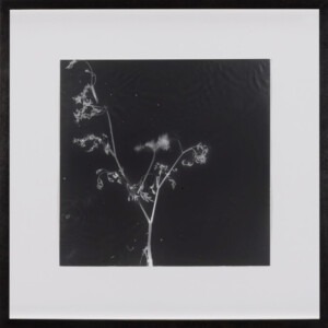 Thin black frame surrounds a white mounted dark charcoal grey, square work that depicts the fragile, yet intensely detailed white and grey silhouettes of a weed. The roots of the weed can just be seen at the bottom of the composition. Some of the leaves curl with such delicacy and defined detail that inspired awe. There is a gentle undulation of the watery surface of the black surround.