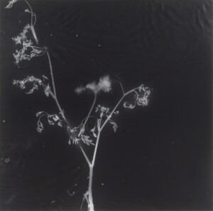 A dark charcoal grey, square work that depicts the fragile, yet intensely detailed white and grey silhouettes of a weed. The roots of the weed can just be seen at the bottom of the composition. Some of the leaves curl with such delicacy and defined detail that inspired awe. There is a gentle undulation of the watery surface of the black surround.