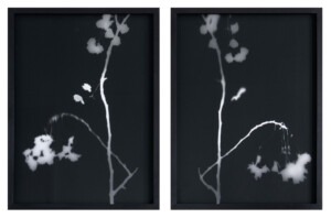 Two black, framed rectangular works which sit side by side with about an inch gap between them. The images in the works are black and have the white, flimsy silhouettes of a branch of dead cherry blossom. The branches are positioned upwards so they are comparable to the position of a a ballerina on points. The composition of the two works is that they almost mirror each other.