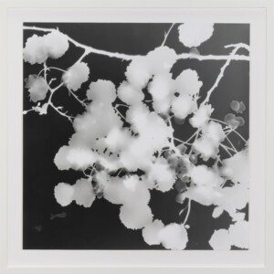 An off-white thin wooded frame surrounding a square, dark grey background peppered with fluffy, circular bunches of the white silhouettes of cherry blossoms and a couple of branches and petals included.