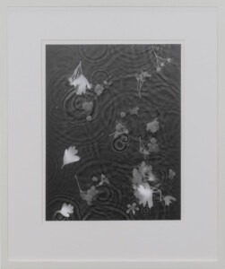 An off-white narrow frame surrounds a white mount surrounding and a dark grey rectangular piece with the pale grey and white silhouettes of bunches of May blossom and leaves. There are interference of overlapping ripples in the water surrounding the blossoms.