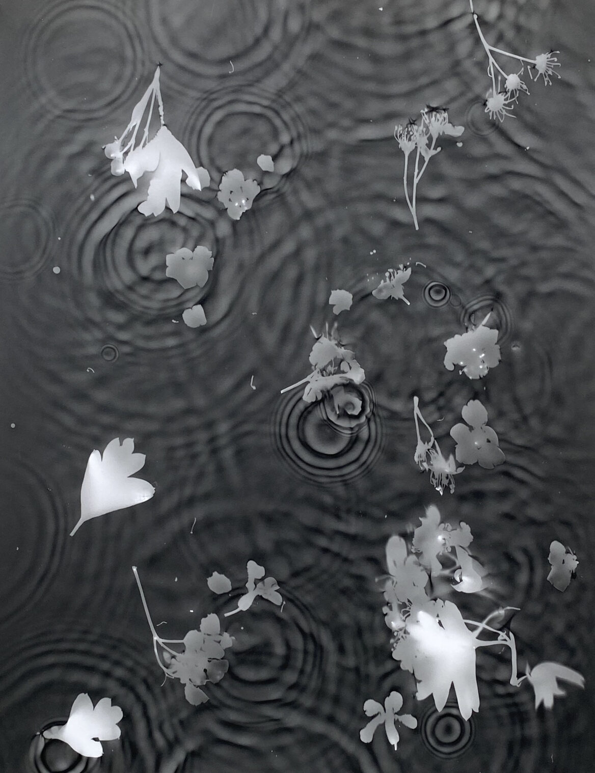 A dark grey rectangular piece with the pale grey and white silhouettes of bunches of May blossom and leaves. There are interference of overlapping ripples in the water surrounding the blossoms.