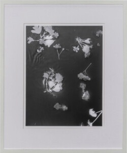 An off-white narrow frame surrounds a white mount surrounding and a dark grey rectangular piece with the pale grey and white silhouettes of bunches of May blossom and leaves. There is a quiver of moment in the water surrounding the blossoms.