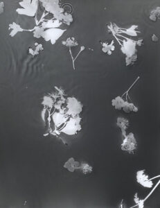 Dark grey rectangular piece with the pale grey and white silhouettes of bunches of May blossom and leaves. There is a quiver of moment in the water surrounding the blossoms.