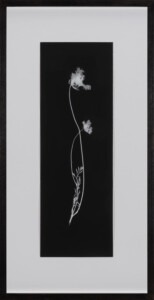 Black frame around a long thin black rectangle with the white silhouette of a delicate weed with two flowers and a few leaves.