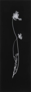 A long, thin black rectangle with the white silhouette of a delicate weed with two flowers and a few leaves.