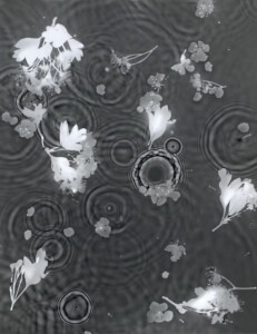 A dark grey rectangular piece with the pale grey and white silhouettes of bunches of May blossom and leaves. There are interference of overlapping ripples and a magnificent ripple that looks like a flower in the water, surrounding the blossoms.