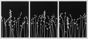 Three black panels with the silhouette of white dead bluebells sprouting up form the bottom.