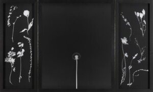 Long black framed triptych, with a white silhouette of a dandelion in the middle and then on the two narrow outer flaps; the white silhouettes of various weeds. It has two long, dark hinges running down between the three panels.