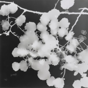 A square, dark grey background peppered with fluffy, circular bunches of the white silhouettes of cherry blossoms and a couple of branches and petals included.